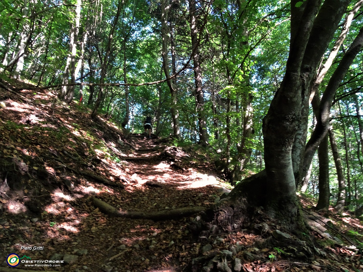 07 Sul sentiero 501 in bosco di prevalente faggeta.JPG